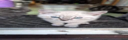Mixed Breed cats for sale: 5 beautiful kittens for  - Advert 9