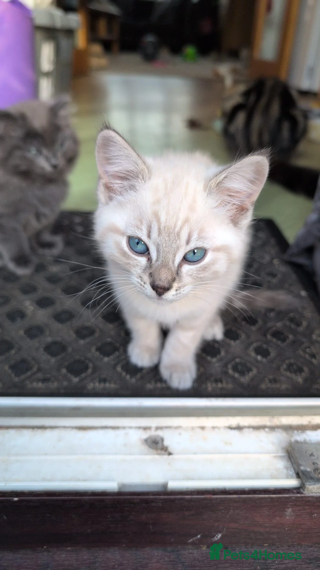 Mixed Breed cats for sale: 5 beautiful kittens for  - Advert 9