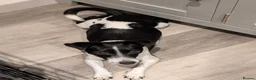 Jack Russell dogs for sale: Small Jack Russell puppies - Advert 1