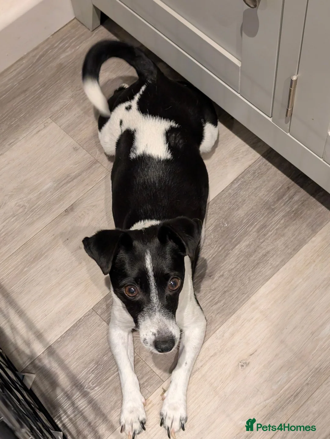 Jack Russell dogs for sale: Small Jack Russell puppies - Advert 1