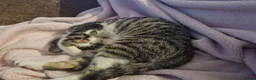 Mixed Breed cats for sale: Loving female kitten looking for a home  - Advert 8