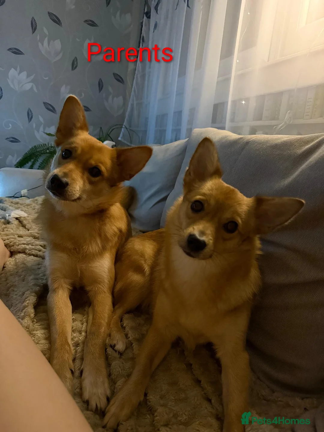 Mixed Breed dogs for sale: German Spitz X 4 month female - Advert 13
