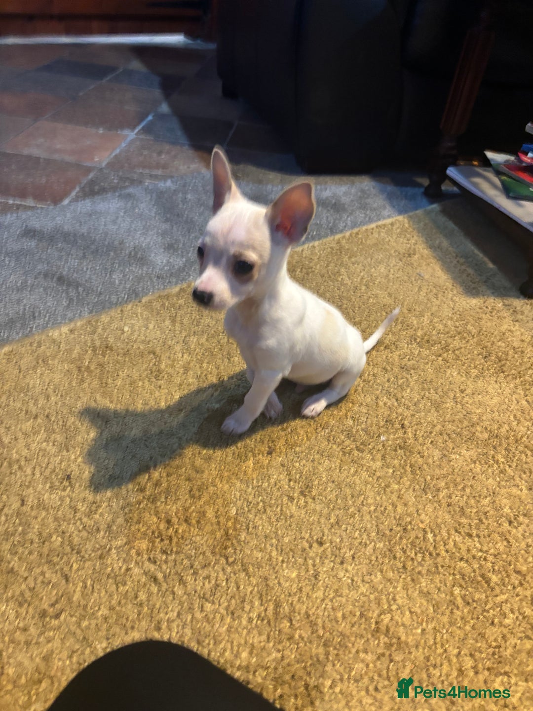 Mixed Breed dogs for sale: Adorable Jack Russel x Chihuahua puppies  - Advert 22