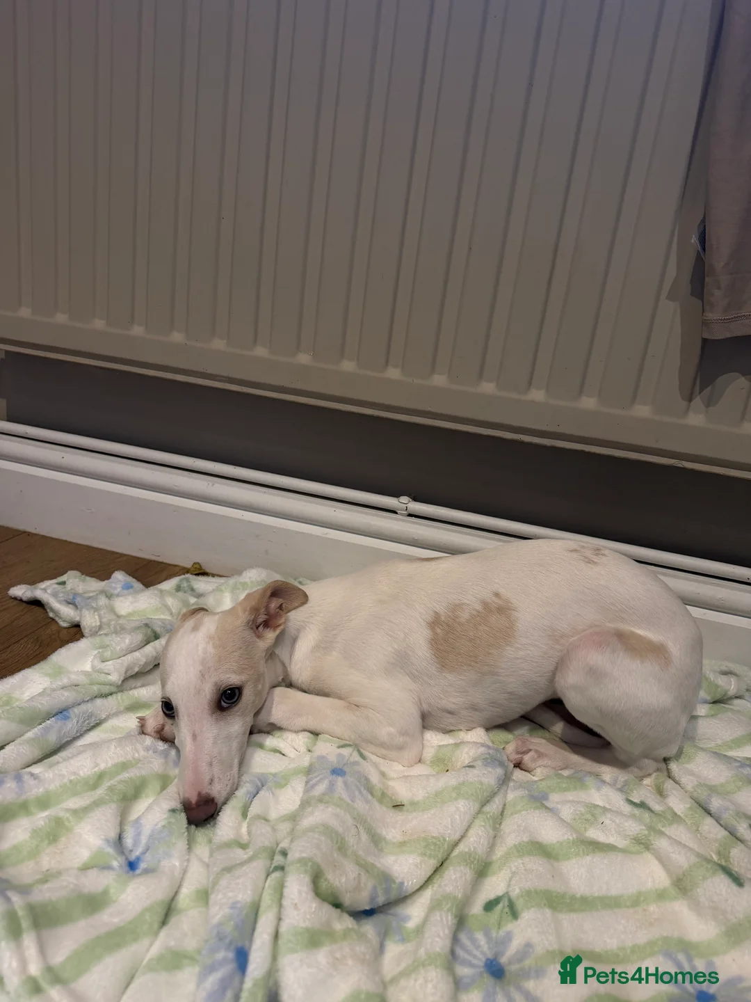 Whippet dogs for sale: 2 Left!!!! gorgeous whippet puppies 🐶  in Bury Saint Edmunds - Advert 2