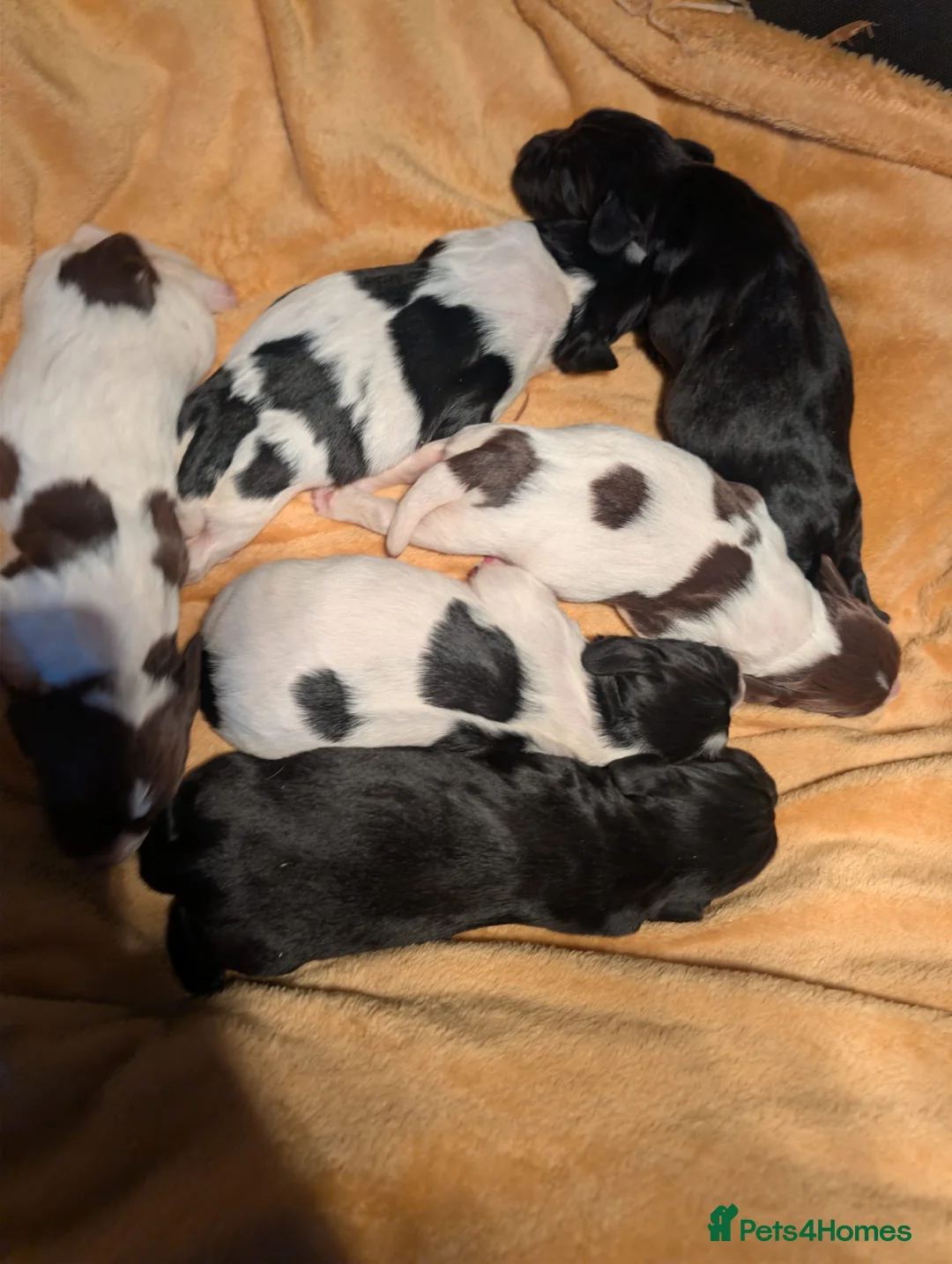 Sprocker dogs for sale: Beautiful F1 Sprocker Puppies - Advert 2