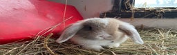 Mini Lop rabbits for sale: Mini lops doe left to reserve  - Advert 4