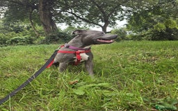 Staffordshire Bull Terrier dogs for sale: Freya the staffie  - Image 2