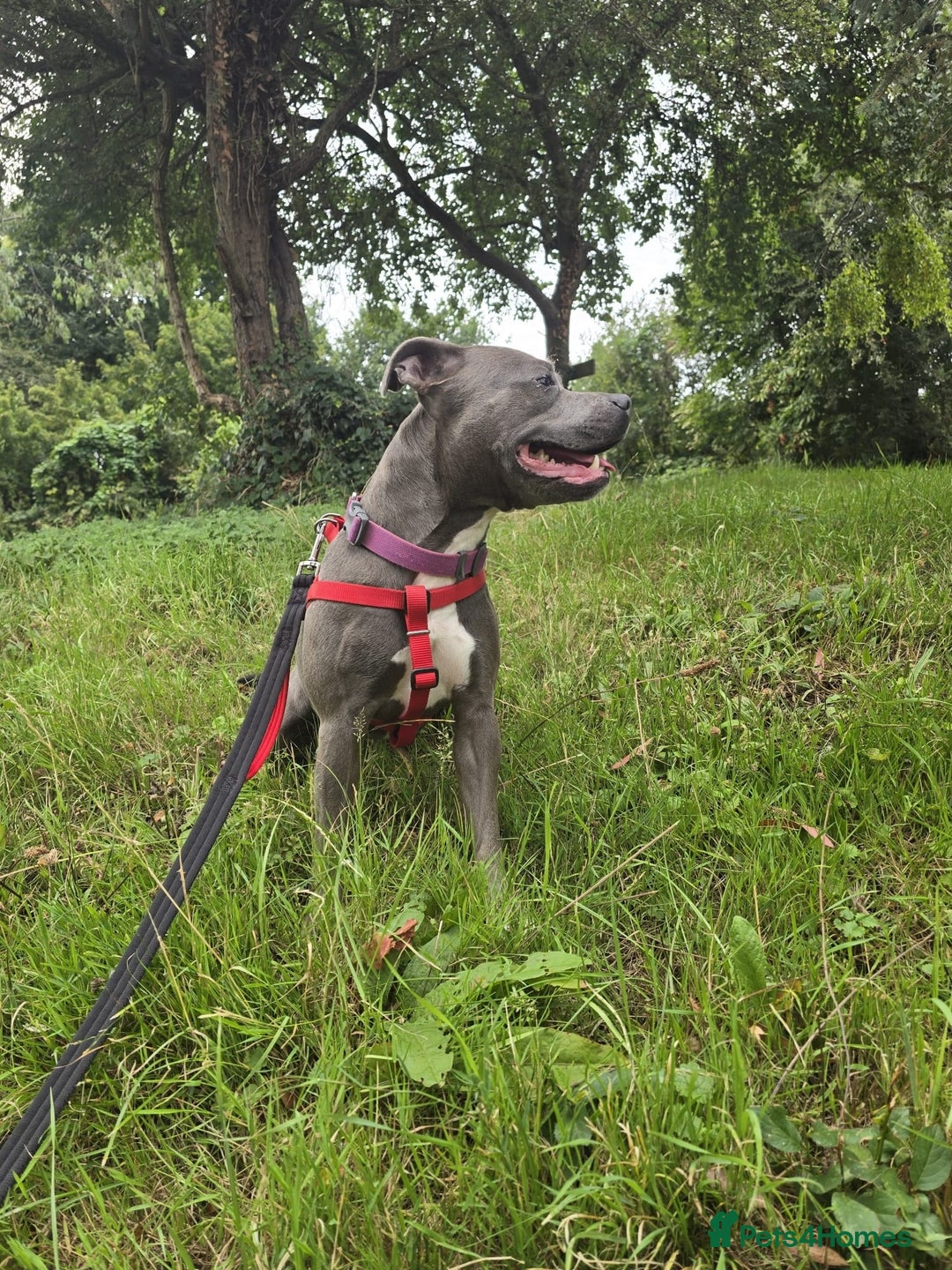 Staffordshire Bull Terrier dogs for sale: Freya the staffie  - Image 2