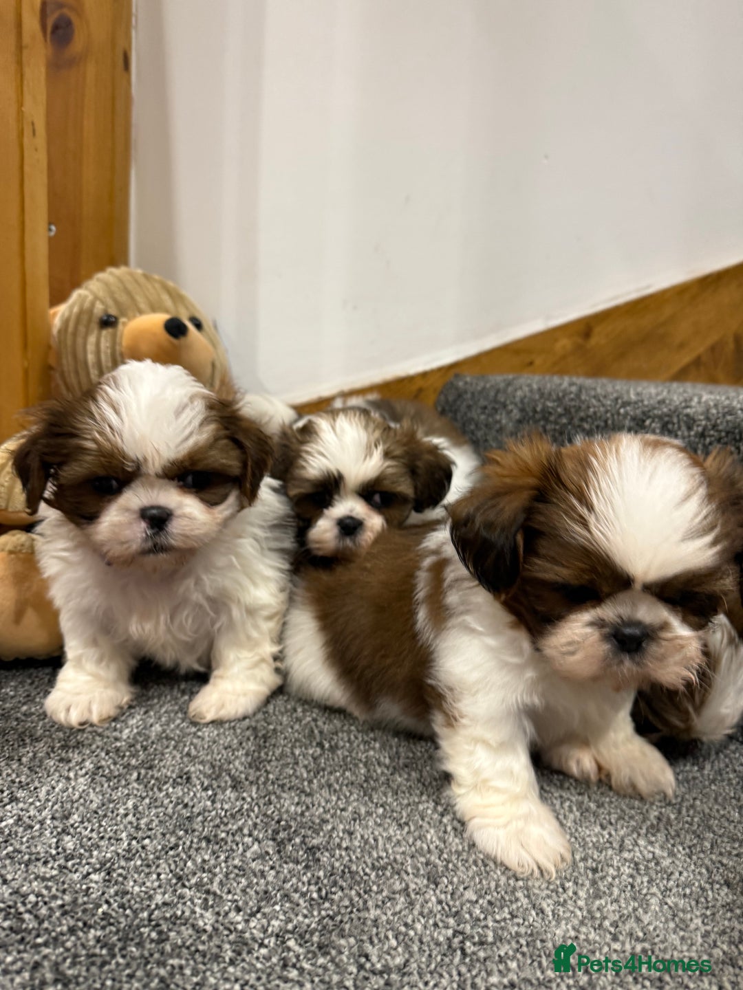 Shih Tzu dogs for sale: Summer Shihtzu Puppies - Image 12