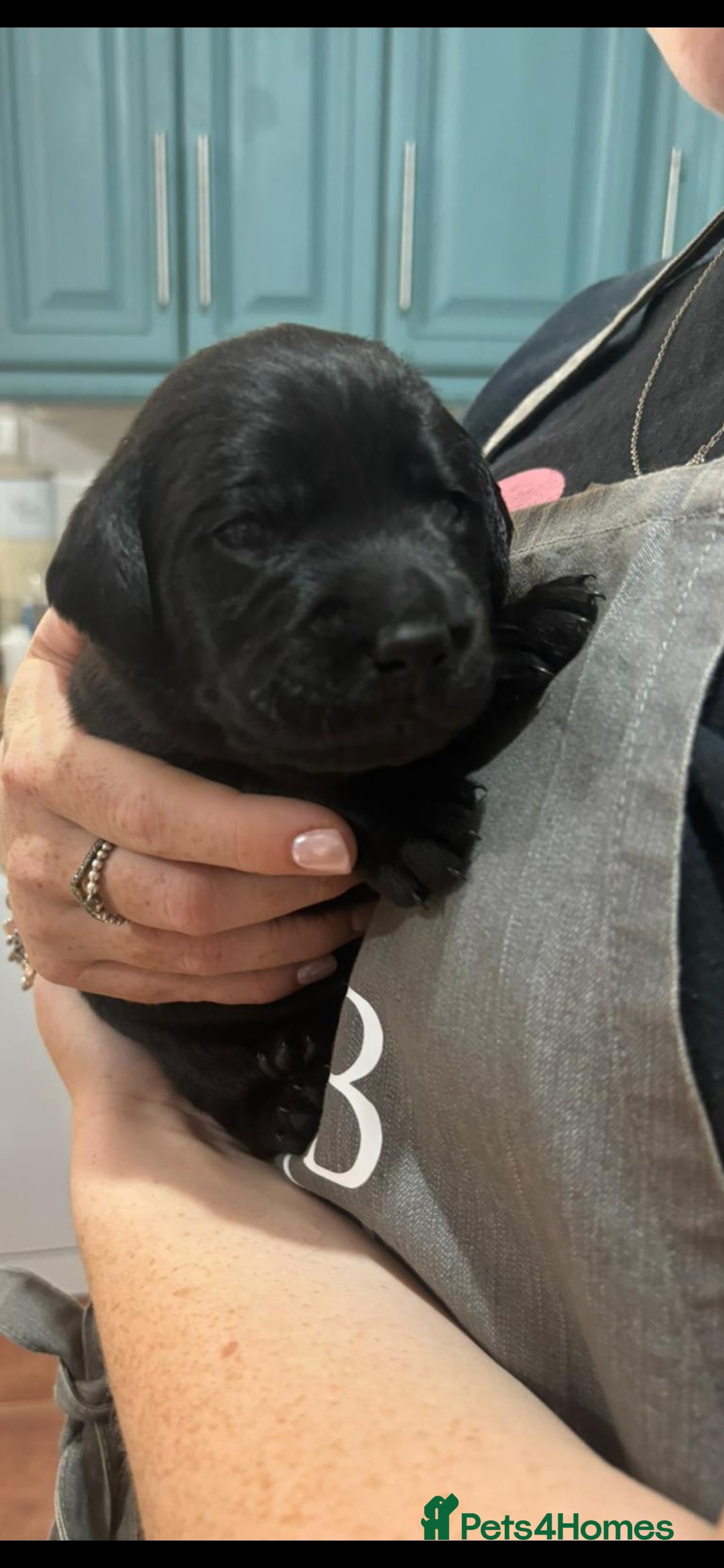 Labrador Retriever dogs for sale: 8 Beautiful Black Labrador Puppies - Image 7