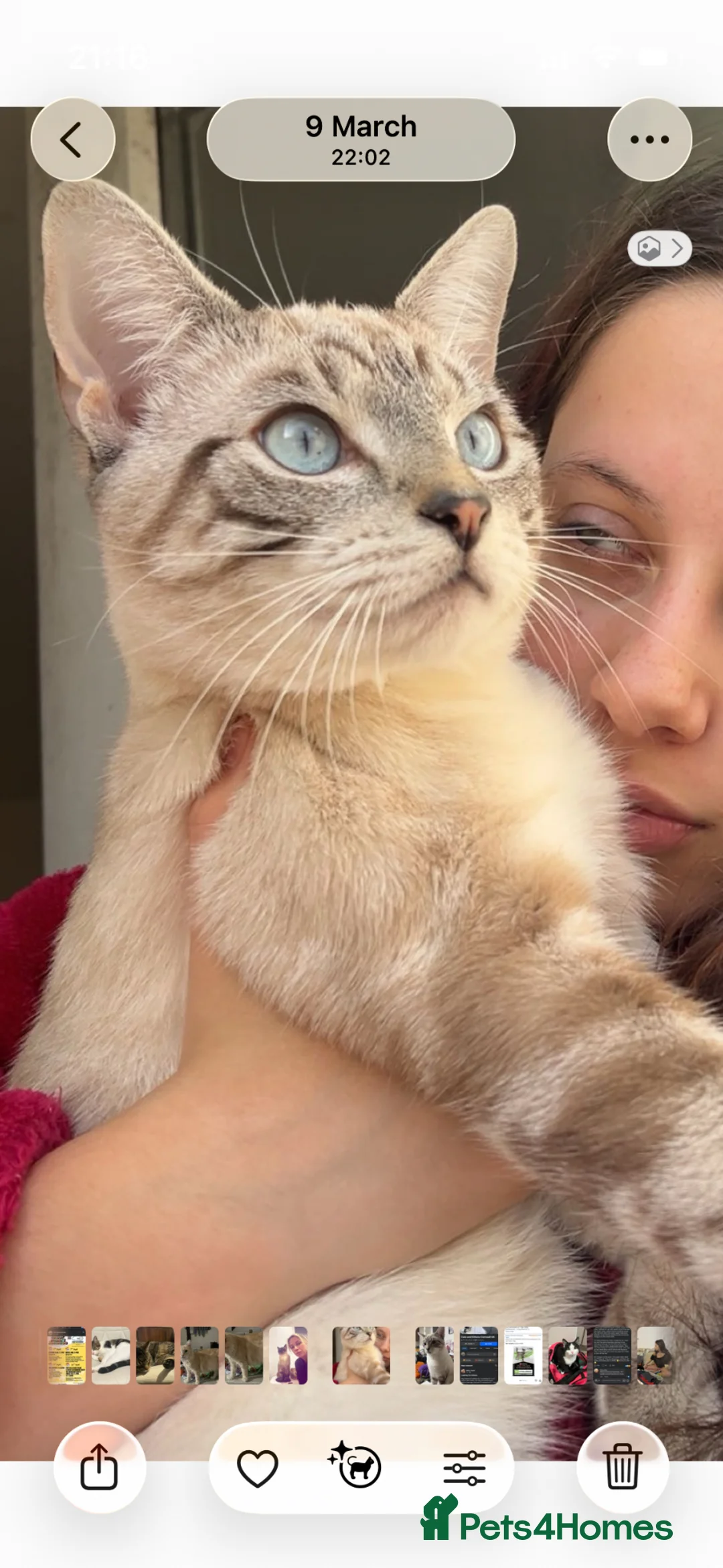 Siamese cats for sale: Fluffy Siamese mix kittens - Advert 2