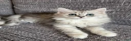 Mixed Breed cats for sale: Stunning Long Haired Chinchilla Ragdoll X Persian - Advert 5