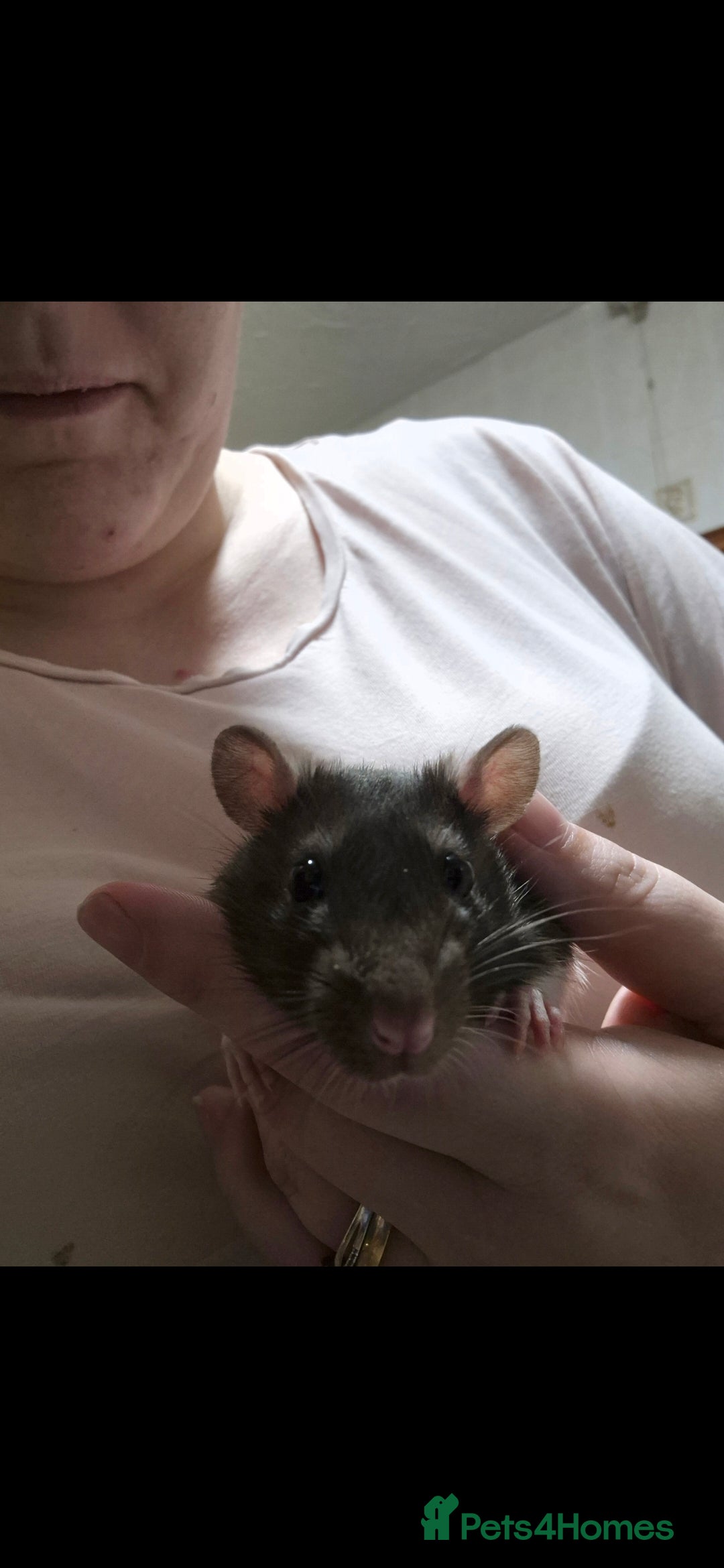 Rat rodents for sale: 2 male rats 1yr old with cage and accessories  - Image 3