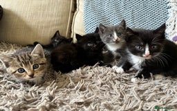 Mixed Breed cats for sale: 5 gorgeous kittens available  - Image 1