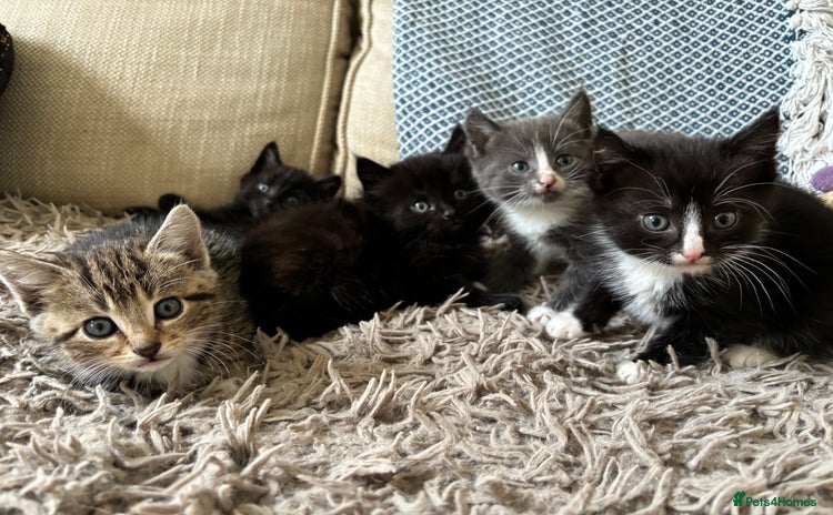 Mixed Breed cats - Advert 2