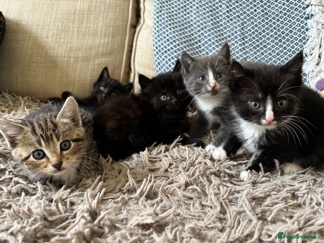 Mixed Breed cats for sale: 5 gorgeous kittens available  - Image 1