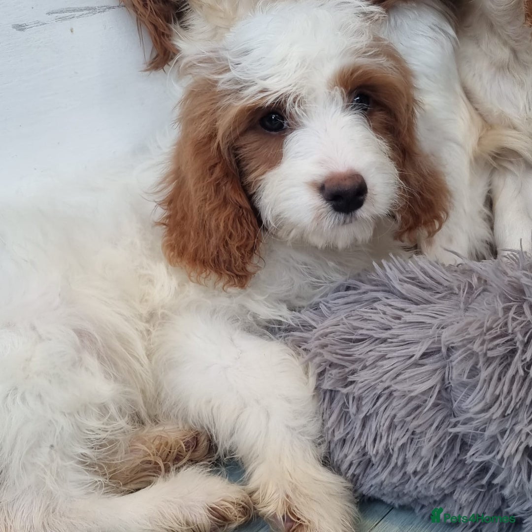 Cavapoo dogs for sale: F1 Cavapoo puppies - Image 14