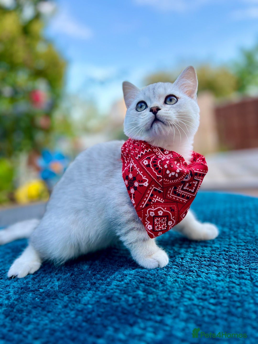 British Shorthair cats for sale: READY NOW ‼️🏆CHAMPIONS Bloodline BSH GCCF. - Image 13