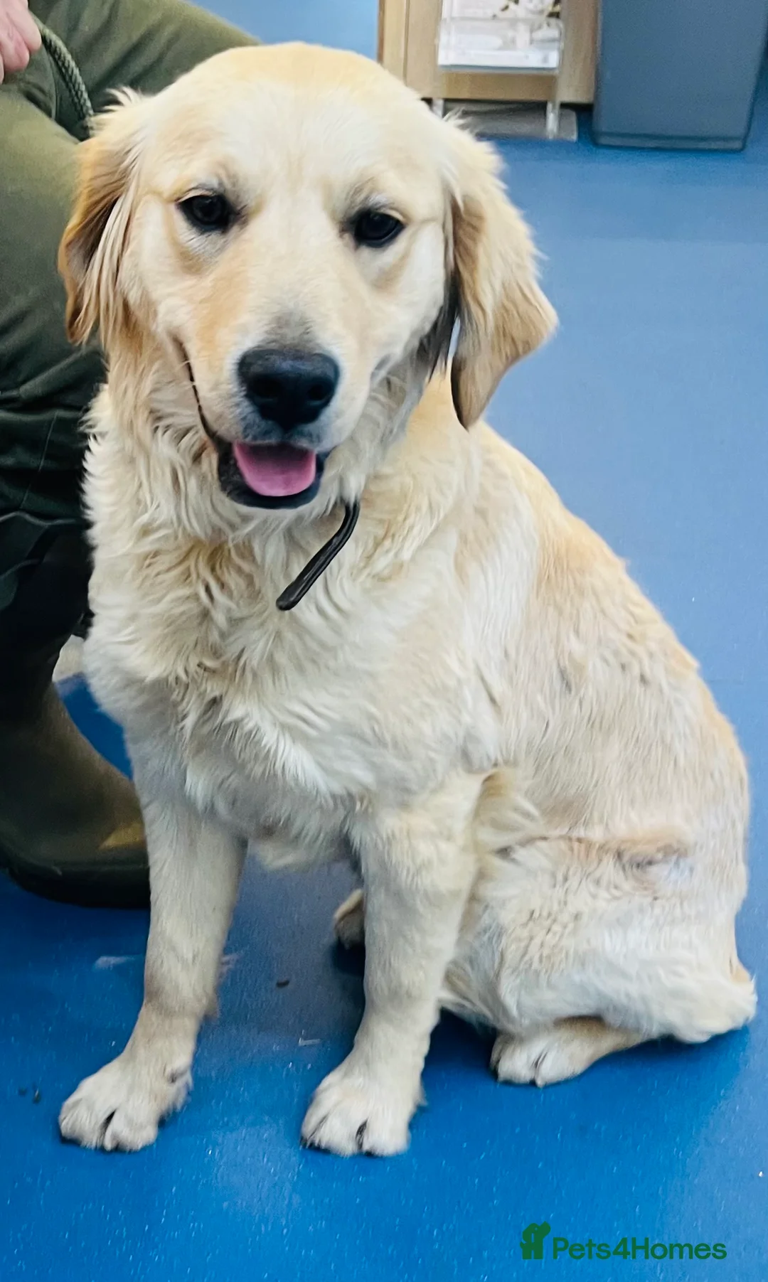 Golden Retriever dogs for sale: Loving Golden Retriever Bitch - 10 months old  - Advert 2