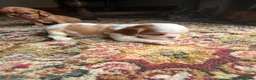 Cavalier King Charles Spaniel dogs for sale: King Charles Cavalier Puppies - Advert 3