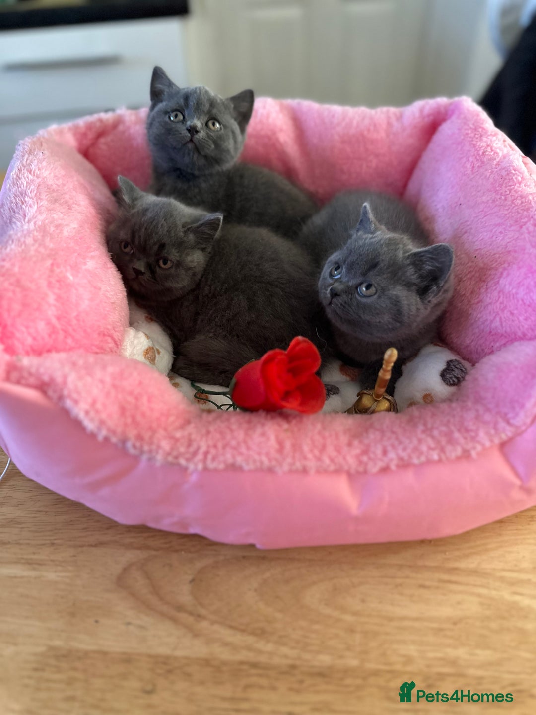 British Shorthair cats for sale: British Blue Pedigree Females - Advert 5