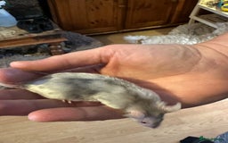 Mouse rodents for sale: 3 mice  - Image 3
