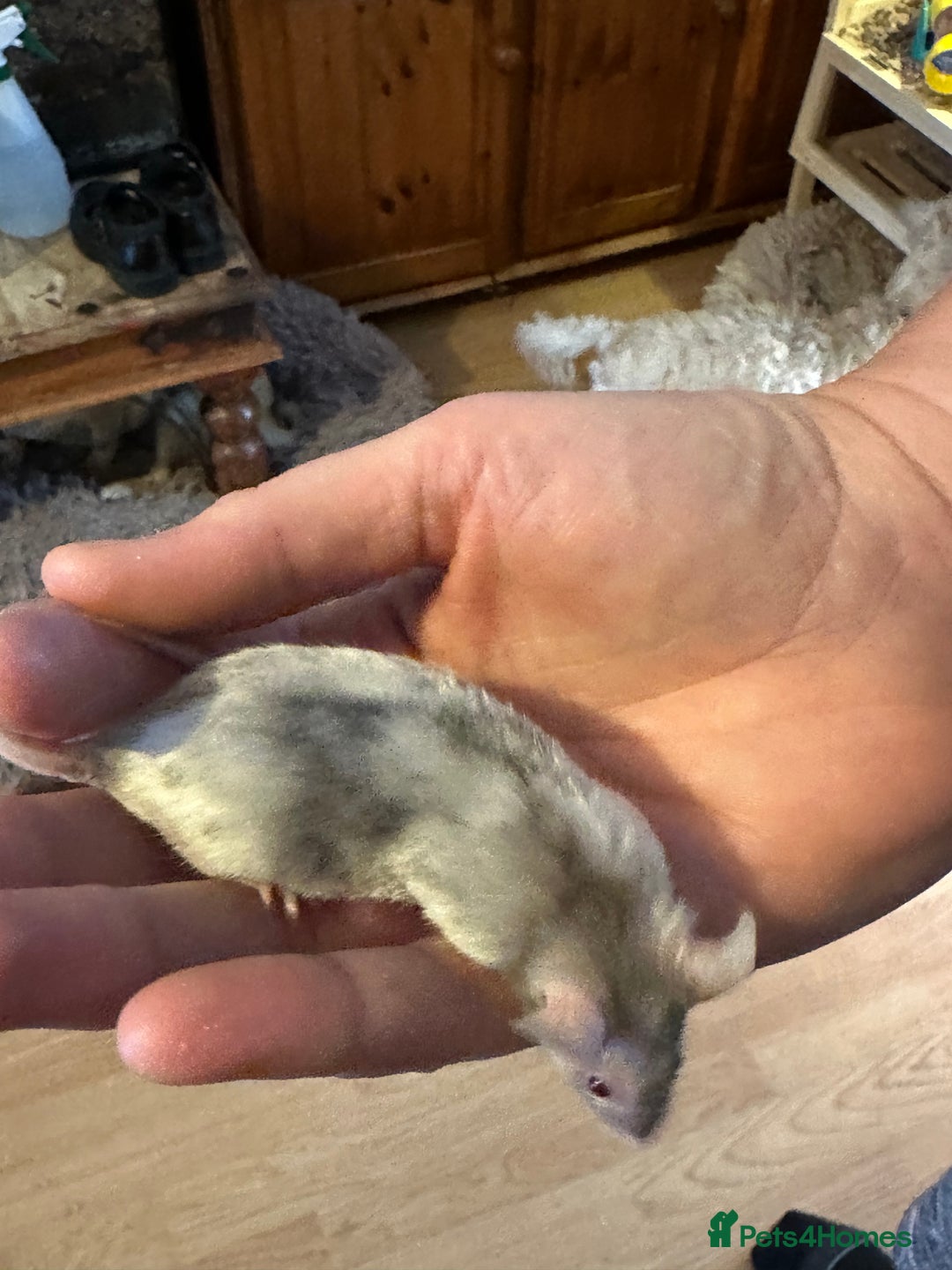 Mouse rodents for sale: 3 mice  - Image 3