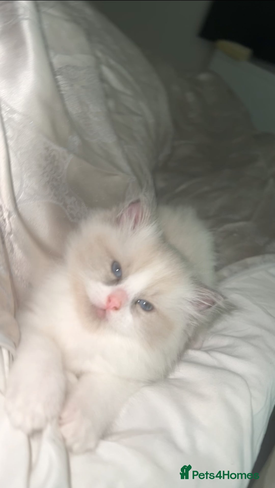 Ragdoll cats for sale: 😍 RARE BLUE LYNX POINT BICOLOR ENTIRE MALE 😍 - Image 8