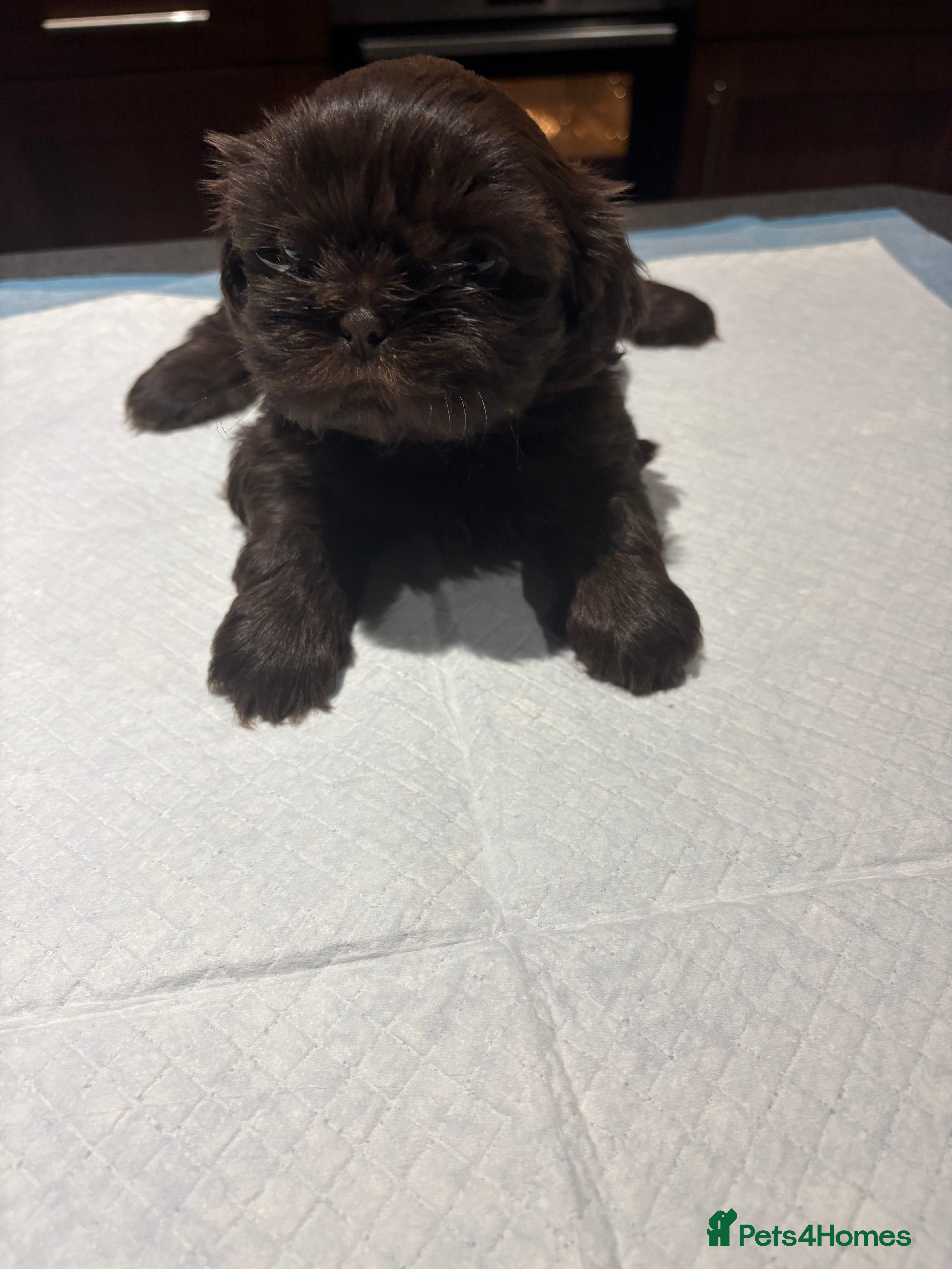 Shih Tzu dogs Karashishi shih tzu - Advert 21