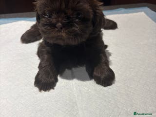 Shih Tzu dogs Karashishi shih tzu - Advert 21