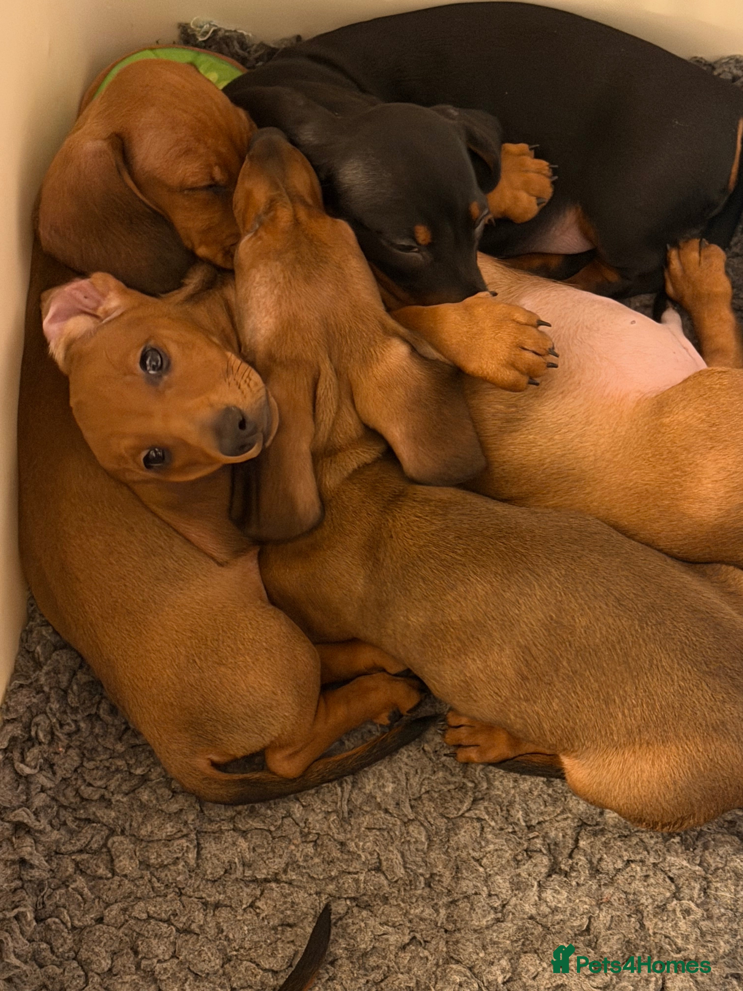 Dachshund dogs KC REG STANDARD SMOOTH HAIR DACHSHUND MALE PUPS - Advert 2