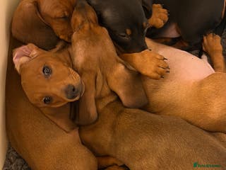 Dachshund dogs KC REG STANDARD SMOOTH HAIR DACHSHUND MALE PUPS - Advert 2