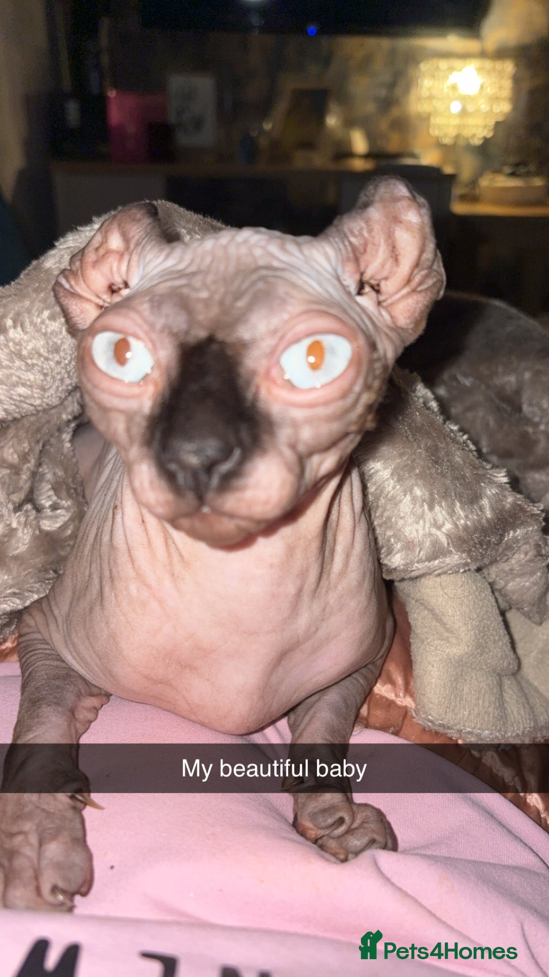 Sphynx cats for stud: Male stud wanted  - Image 2