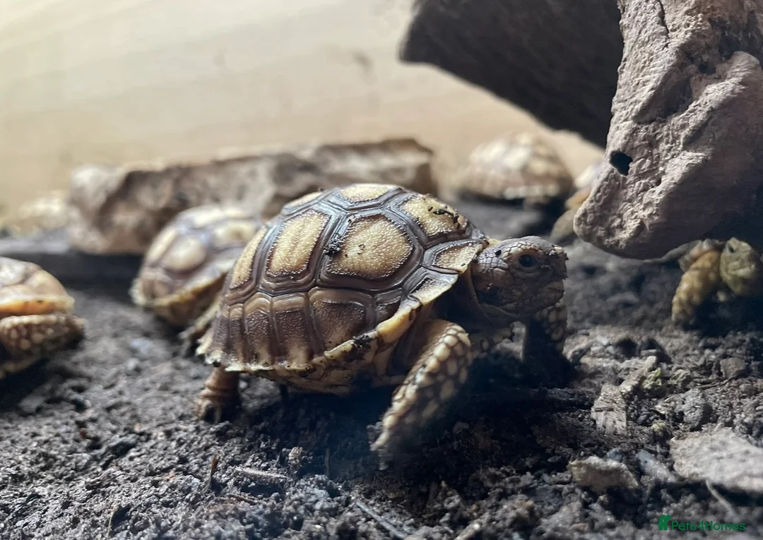 Tortoise reptiles for sale: Baby Sulcata Tortoises & Set ups - Advert 4