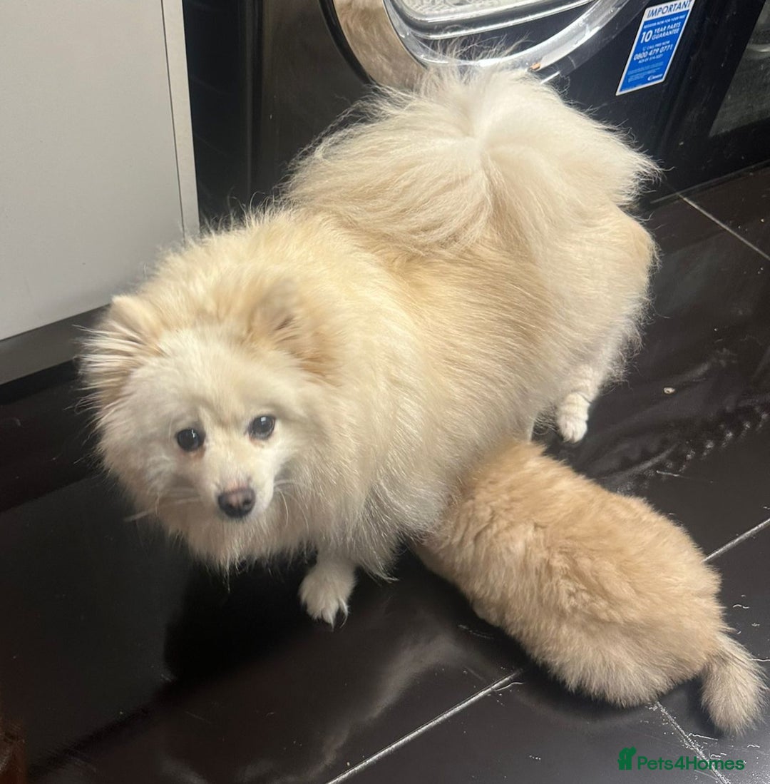 Pomeranian dogs for sale: Pomeranian pups  - Image 2