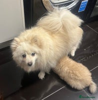 Pomeranian dogs - Advert 12