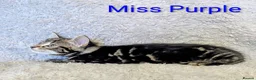 Bengal cats for sale: Snow Bengal Maine coon mixed moggies - Advert 10