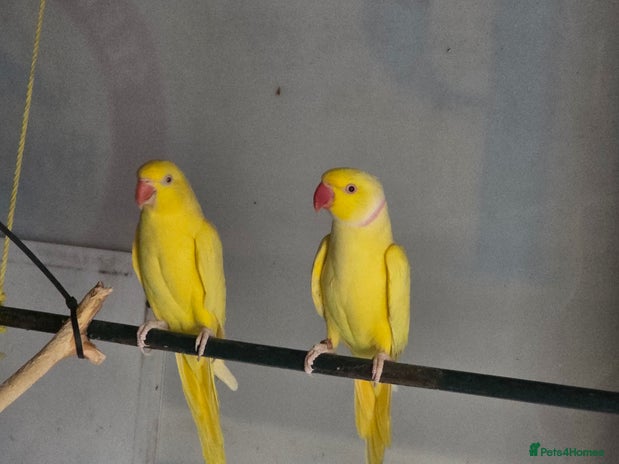 Ringnecks birds - Advert 4