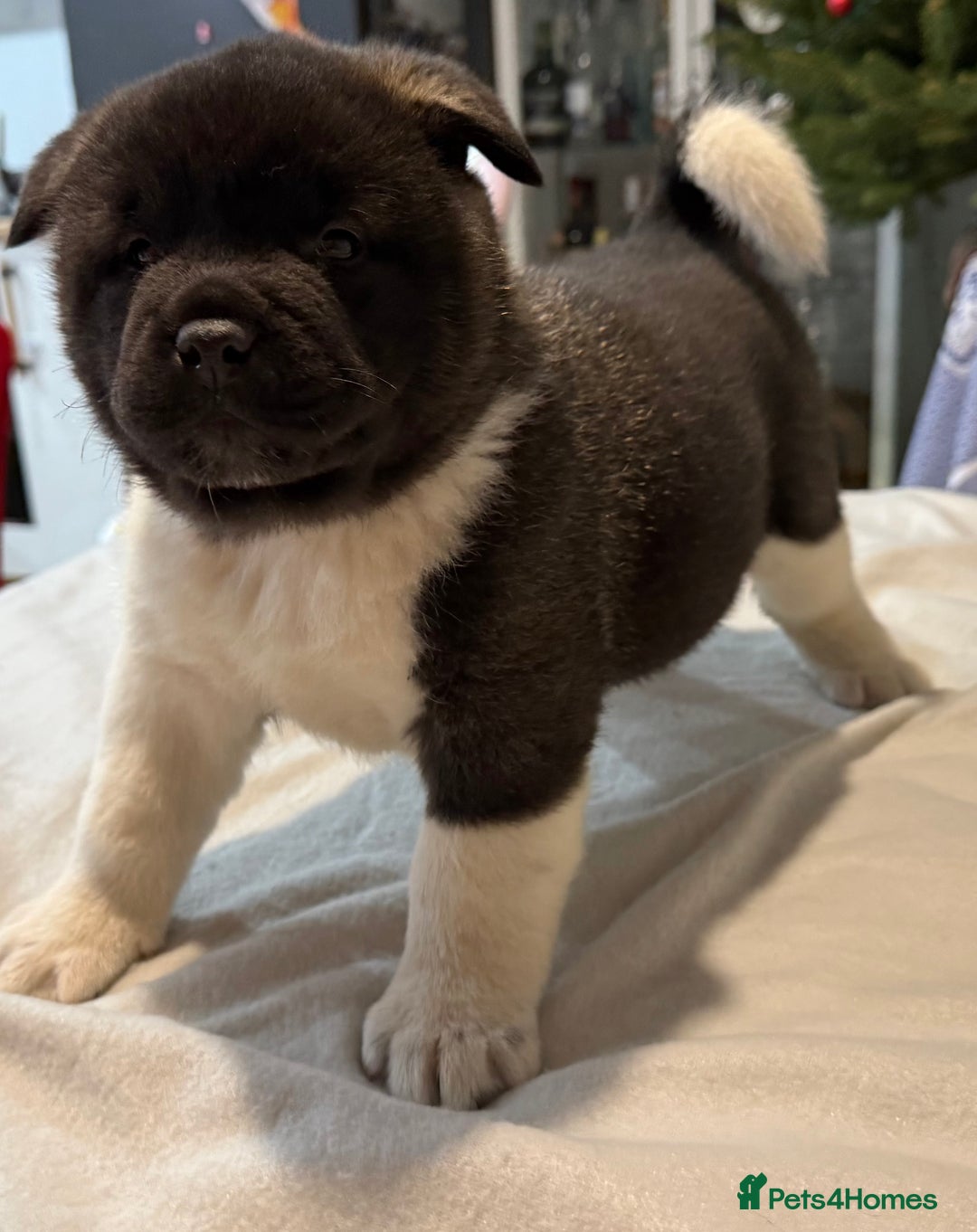 Akita dogs for sale: AMERICAN AKITA LOOKING FOR HOME - Advert 14