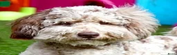 Goldendoodle dogs for sale: medium golden doodles  waiting list expected july  - Advert 9