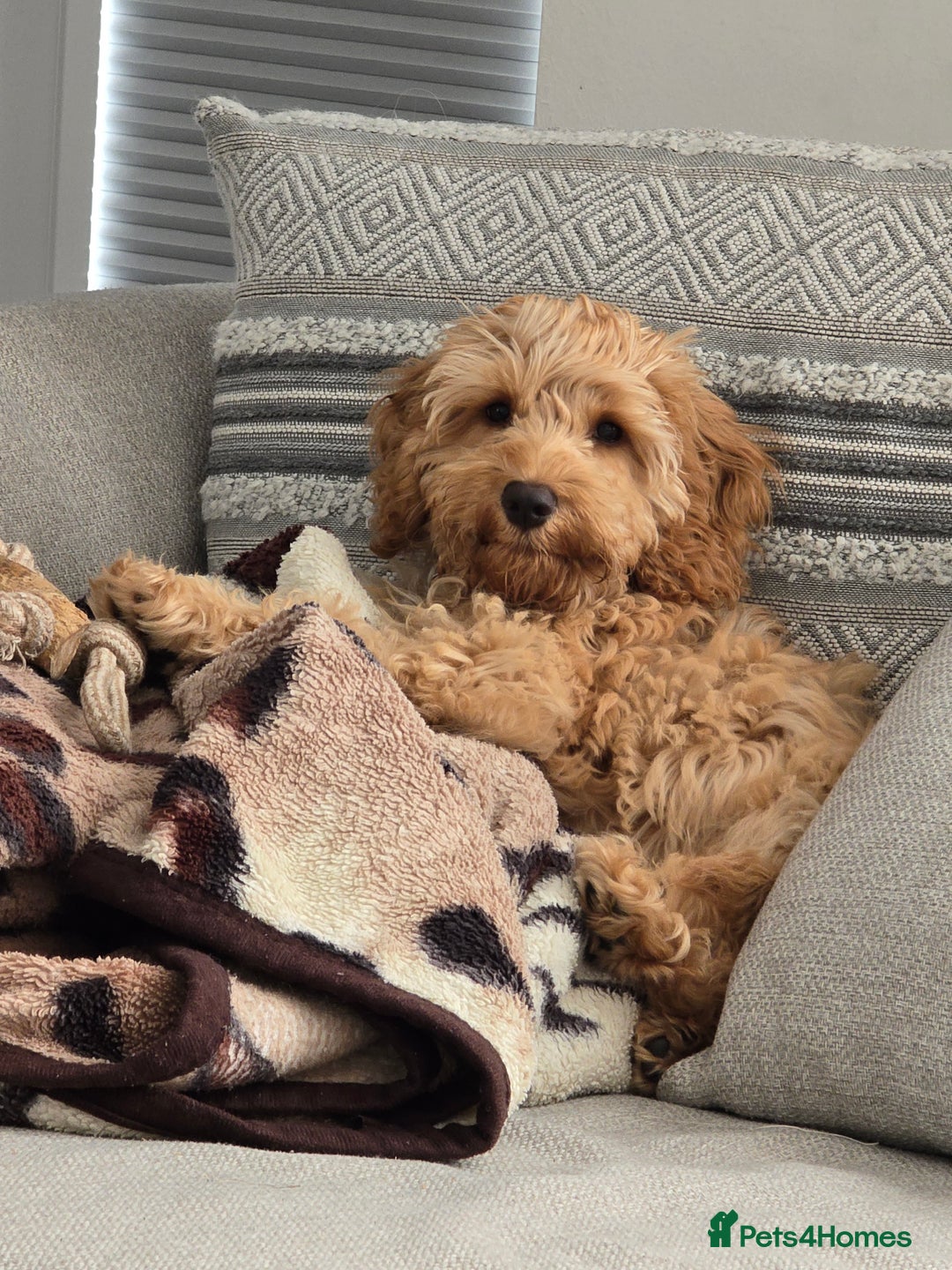 Cockapoo dogs for sale: Cockapoo  - Advert 5