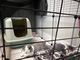 Mini Lop rabbits Mini lop - Advert 2