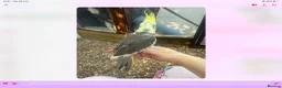 Cockatiels birds for sale: Baby cocktails for sale - Advert 15
