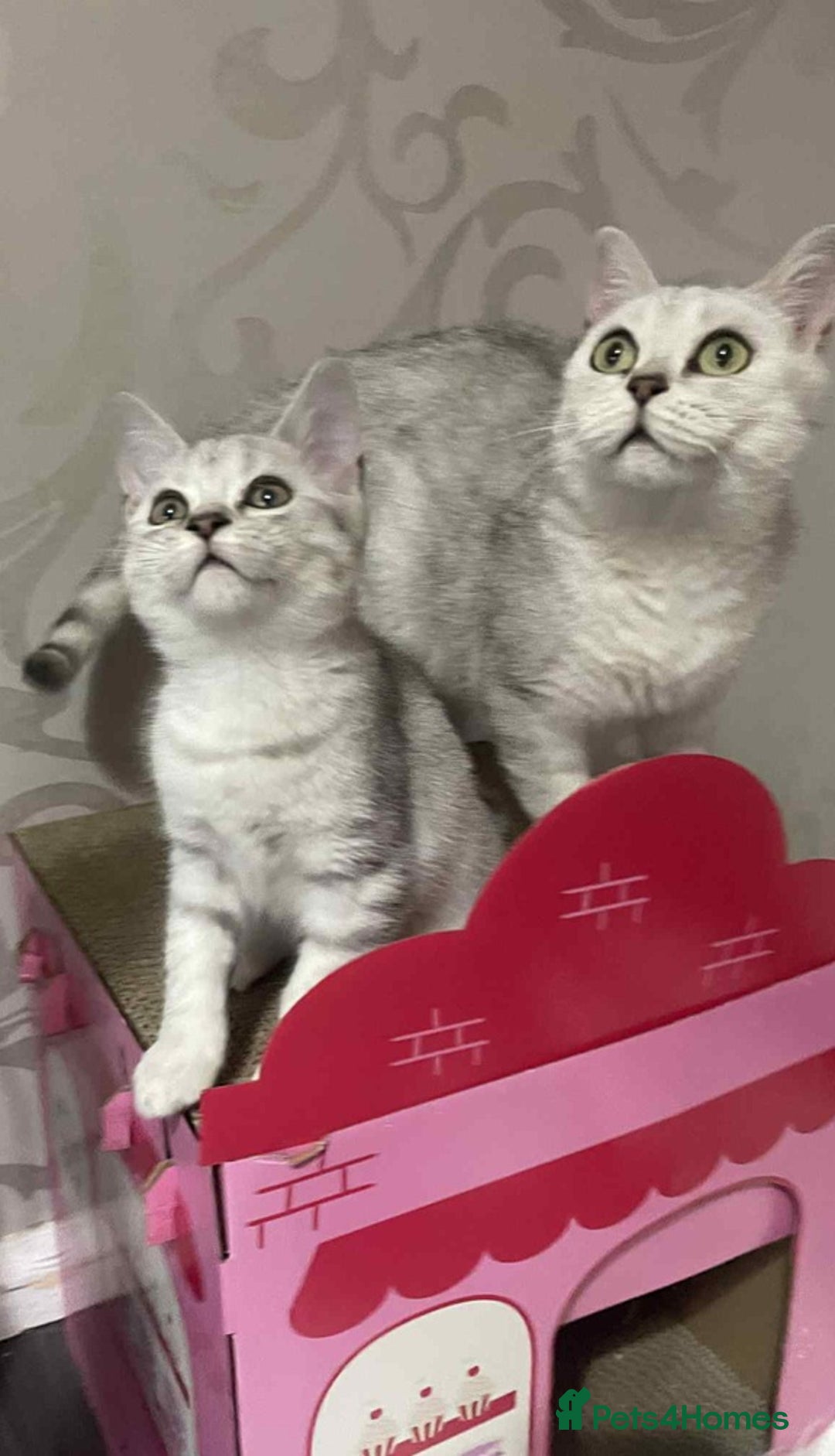 British Shorthair cats for sale: Silver spotted British Shorthair kittens  - Image 4