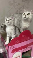 British Shorthair cats - Advert 15