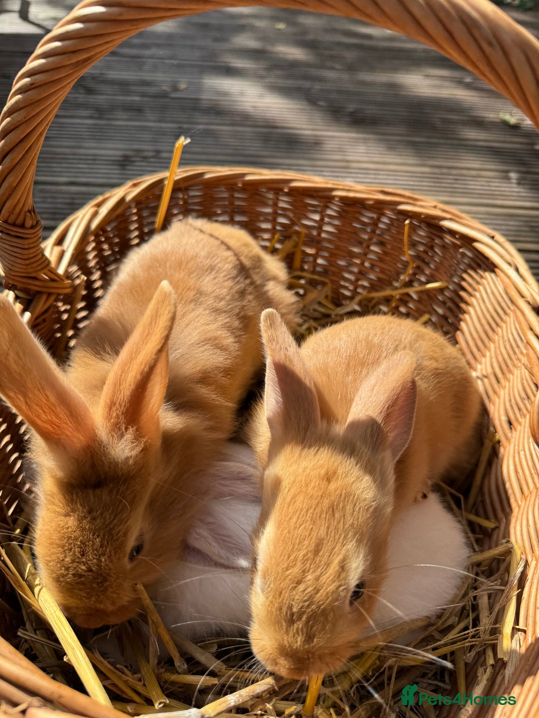 New Zealand rabbits for sale: New Zealand Red & White Rabbits - Image 3