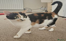 Mixed Breed cats for sale: Female and Male kittens looking for new home. - Image 4