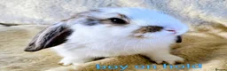 Mixed Breed rabbits for sale: French lop x mini lop - Advert 12