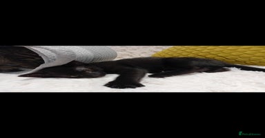 Mixed Breed cats - Advert 9