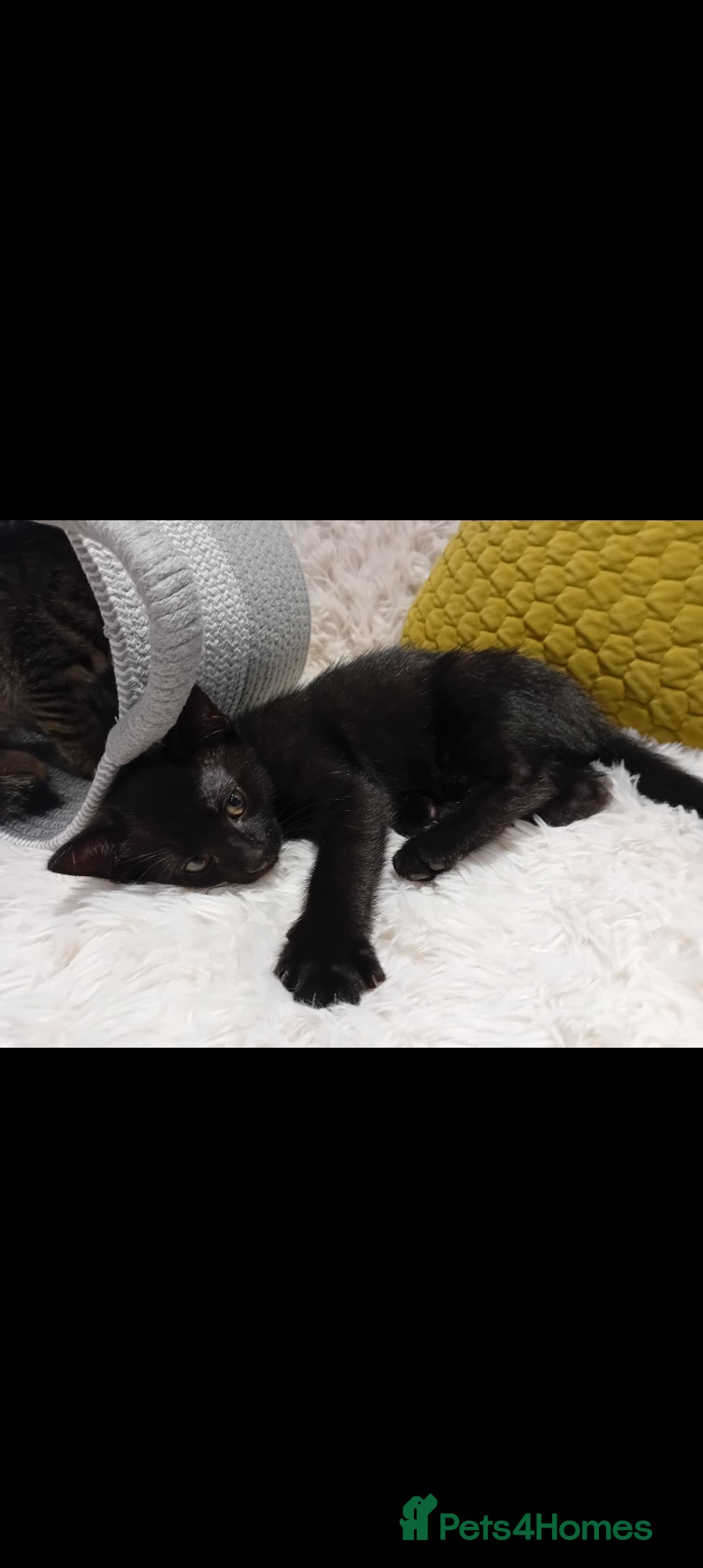 Mixed Breed cats for sale: Black male - Image 2